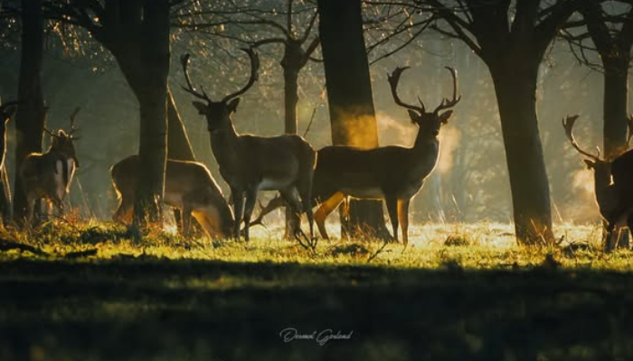 Phoenix Park